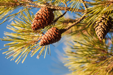 Cones on conifer tree