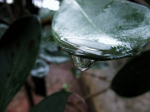 folha com uma gota de &aacute;gua caindo