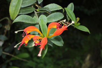 CLOSE UP PICTURE OF A FLOWER