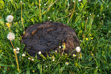 Dirty and smelly cow shit in the grass. Cow manure.
