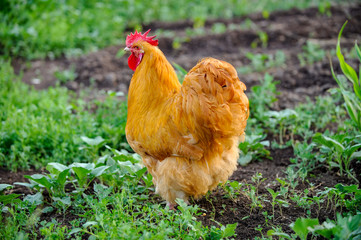 Meat-egg breed of chickens. Orpington. A large bird with outstanding performance for private farms. White, black, red, fawn, craggy color. Chicken grazing outdoors in a green farm field. Organic food