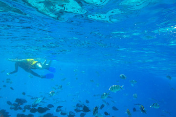 Fototapeta premium Red Sea underwater scenery with tropical fishes, Egypt