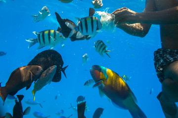 Obraz premium Red Sea underwater scenery with tropical fishes, Egypt