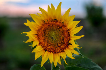  Sunflower flower against the sky