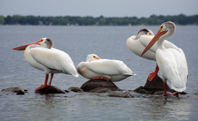 Pelicans on rocks