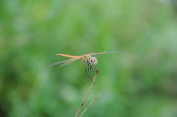 dragonfly on stick
