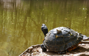 Fototapeta premium Gelbbauch-Schmuckschildkröte
