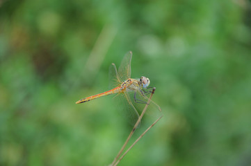 dragonfly on stick