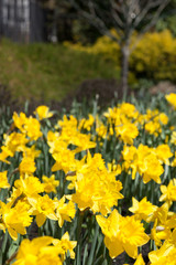 Obraz premium Daffodils in Bloom