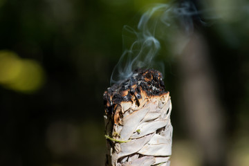 Smudging ritual using burning thick leafy bundle of white sage in forest preserve.