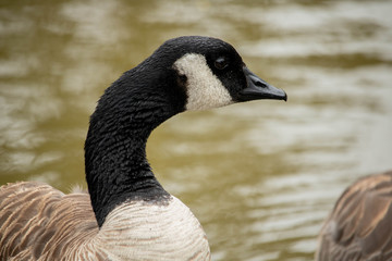 portrait of a canadian goose