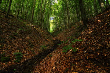 path in the forest