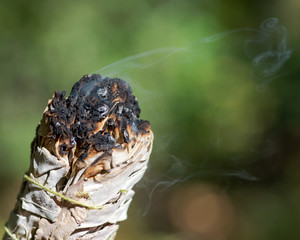 Smudging ritual using burning thick leafy bundle of white sage in forest preserve.