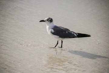 Seagull on beach