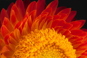 Closeup of beautiful red strawflower, taken in Costa Rica