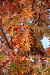 maple leaves in autumn