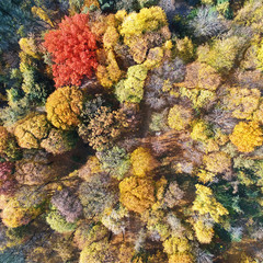 Autumn forest aerial view. Multicolored fall trees in city park. Beautiful colorful seasonal foliage