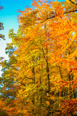 Goldener Herbstwald, Ausschnitt