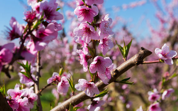 Close-up of blooming  peach  trees in the fields n spring