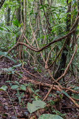 Rain forest canopy view, Sarapiqui Costa Rica