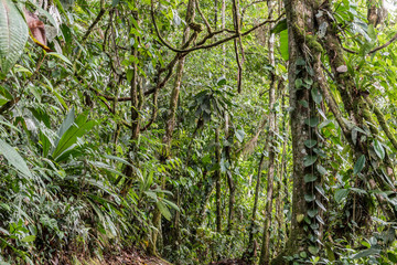 Rain forest canopy view, Sarapiqui Costa Rica