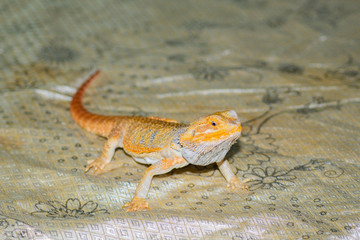 lizard, reptile, animal, nature, wildlife, gecko, green, isolated, wild, tail, white, newt, closeup, brown, small, amphibian, dragon