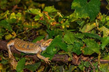 lizard, reptile, animal, nature, wildlife, gecko, green, isolated, wild, tail, white, newt, closeup, brown, small, amphibian, dragon