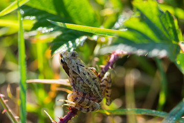 Frosch