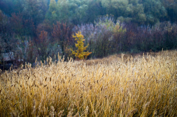 Landscape with wild wheat in front and forest background on a cloudy day in golden autumn.