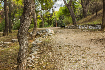 path way trail for walking in dry south forest nature landscape with soft focus on trees