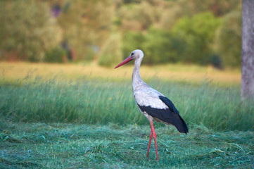 The white stork is looking for food in the meadow after haymaking. Bird watching in the countryside in summer.