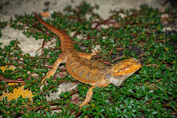 lizard, reptile, animal, nature, wildlife, gecko, green, isolated, wild, tail, white, newt, closeup, brown, small, amphibian, dragon