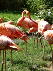 Flamants roses