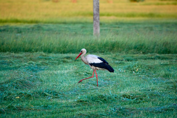 The white stork is looking for food in the meadow after haymaking. Bird watching in the countryside in summer.