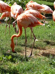 Flamants roses