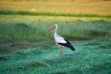 The white stork is looking for food in the meadow after haymaking. Bird watching in the countryside in summer.