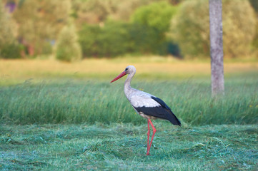 The white stork is looking for food in the meadow after haymaking. Bird watching in the countryside in summer.