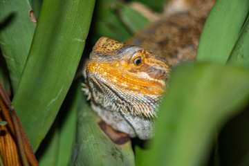 lizard, reptile, animal, nature, wildlife, gecko, green, isolated, wild, tail, white, newt, closeup, brown, small, amphibian, dragon