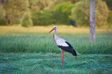 Obraz na płótnie Canvas The white stork is looking for food in the meadow after haymaking. Bird watching in the countryside in summer.