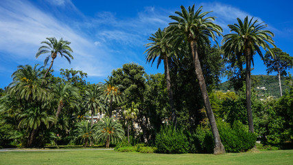 Fototapeta na wymiar palms in garden in genova nervi