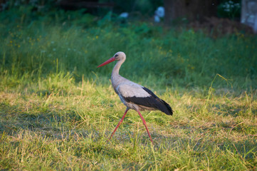 The white stork is looking for food in the meadow after haymaking. Bird watching in the countryside in summer.