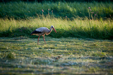 The white stork is looking for food in the meadow after haymaking. Bird watching in the countryside in summer.