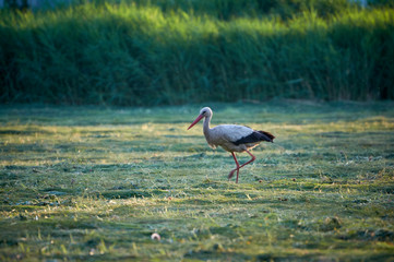 The white stork is looking for food in the meadow after haymaking. Bird watching in the countryside in summer.