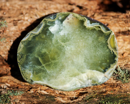 Semi-translucent partially polished Prehnite nodule from the Northern Territory, Australia. On a tree bark in the forest preserve.