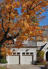 tree lined residential street with fall color on golden maple tree © Spiroview Inc.
