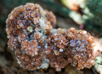 Aragonite star cluster from Morocco on fibrous tree bark in the forest preserve. 