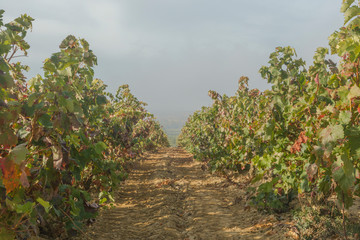 Fototapeta na wymiar Vineyard landscape in an autumn foggy morning