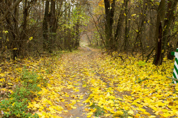 Pathway through the autumn forest.  Natural park. 