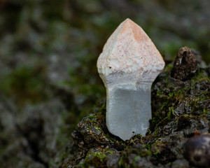 Unique Scepter quartz point from Brazil on a tree bark in the forest preserve.