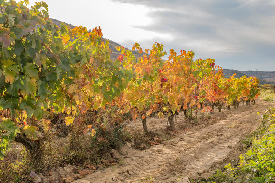 Vineyard field in autumn